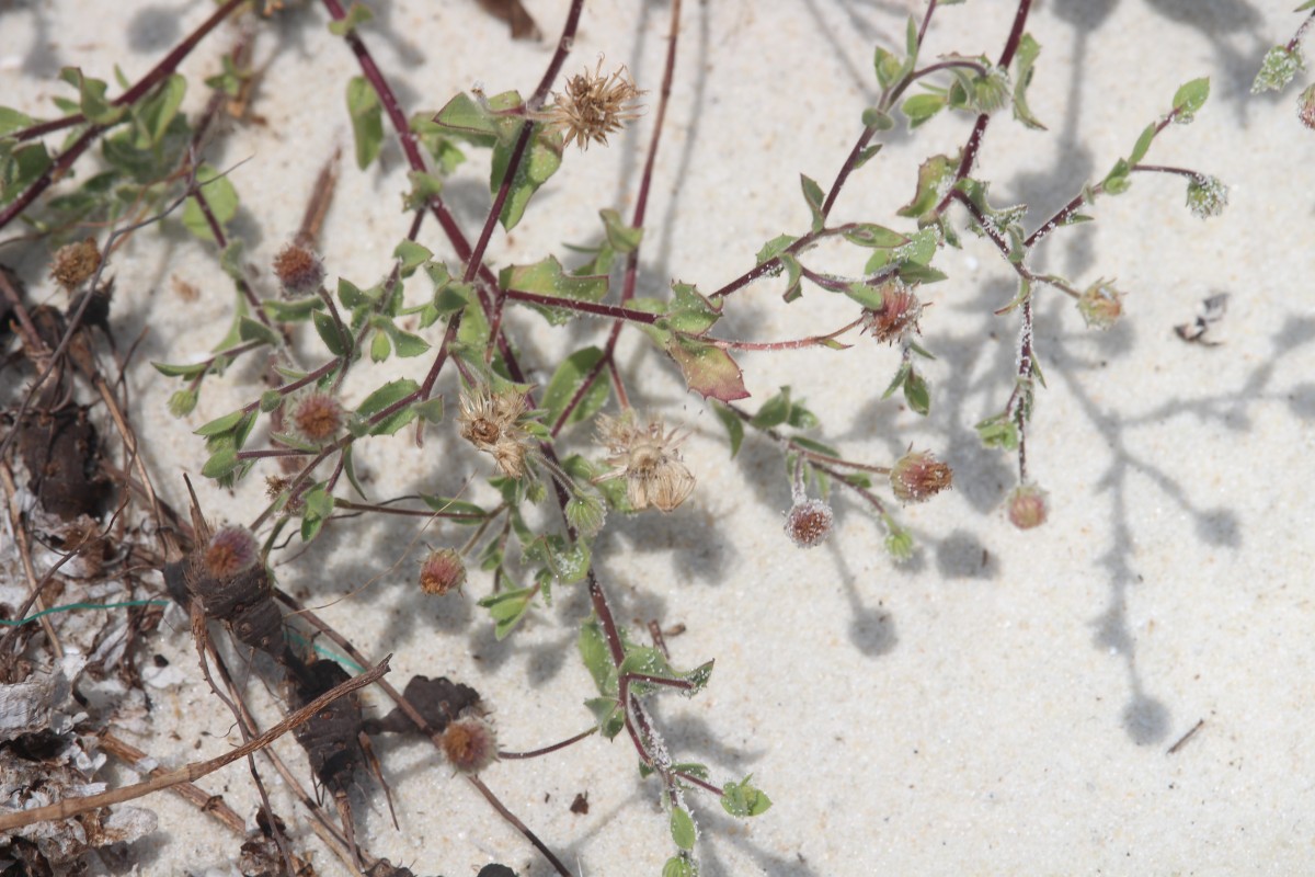 Blumea obliqua (L.) Druce